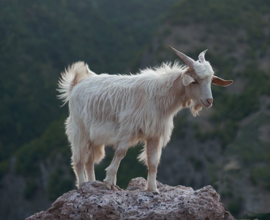 white goat standing on a rock